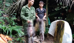 Nhóm thợ săn giết voọc xám mang thai, nguy cơ đối diện bị phạt 2 tỷ