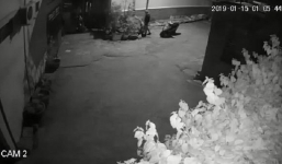 Clip: Khổ chủ kêu trời vì mất cây mai trưng Tết