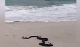 Hãi hùng cảnh rắn độc ăn thịt thằn lằn khổng lồ