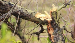 Vụ chặt trộm đào ở Bắc Ninh: Một chủ vườn đào uống thuốc sâu tự tử