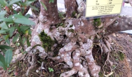 Chiêm ngưỡng cây đỗ quyên giá gần 1 tỷ chưng Tết vừa xuất hiện tại Hà Nội