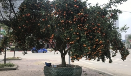 Chiêm ngưỡng cây quýt cổ thụ trồng trong rừng sâu, 80 triệu chưa bán