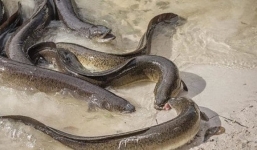 Hy hữu: Lươn sông Thames bị tăng động vì nước chứa đầy cocaine