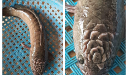 Con cá có hoạ tiết kỳ lạ trên đầu khiến dân mạng xôn xao trả giá 10 tỷ đồng