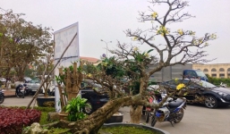 Chiêm ngưỡng cây mai tiến Vua gần trăm tuổi được hét giá 5 tỉ đồng
