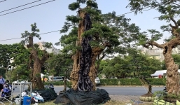 Chiêm ngưỡng cây me cổ thụ 300 tuổi, được 'hét giá' 2 tỷ ở Hội hoa xuân Sài Gòn