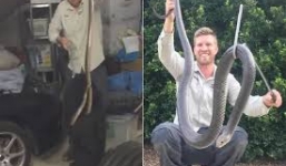 Hãi hùng cảnh rắn kịch độc dài 2m lẻn vào nhà dân ở Australia