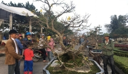 Cây mai tiến vua thế bạt phong, giá 5 tỷ gây sốt ở Quảng Bình