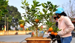 Nam sinh trù cho người bán quất ế ẩm cả tết, trớ trêu thay đó chính là bố của người yêu