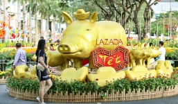 Ngắm đàn lợn với biểu cảm 'buồn cả thế giới' ngộ nghĩnh và hài hước trên đường hoa xuân quận 7