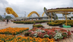 Cầu Vàng 'đọ dáng' cầu Rồng ở đường hoa bên bờ sông Hàn