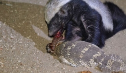 Clip: Kinh hoàng cảnh tượng kỳ đà bị kẻ thù tấn công 