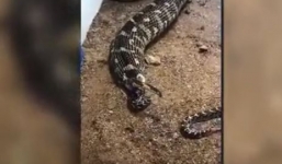 Rùng mình xem rắn mẹ quằn quại đẻ liên tục 57 con rắn con