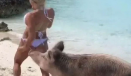 Tin tức giải trí mới nhất ngày 13/2/2019: Nữ du khách bị lợn đuổi theo cắn vòng 3