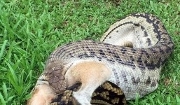 Hãi hùng trăn khát máu nuốt chửng con mồi khổng lồ