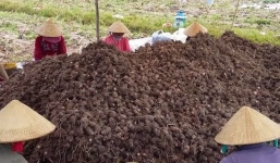 Kỳ lạ ngôi làng chưa có ai bị mắc ung thư nhờ ăn loại củ dân dã, rẻ tiền này