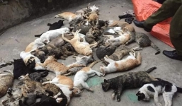 Nam Định: Hơn 1 tạ mèo trong một xã lăn đùng ra chết bất thường 