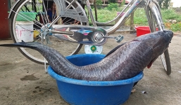 Thanh Hóa: Cá trắm đen 'khủng' 33 kg mắc lưới ngư dân