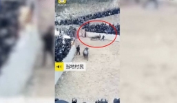 Cho trâu chọi uống rượu trước khi vào sân thi đấu, ông chủ bị húc tử vong