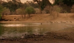 Xót xa cảnh chó sói nháo nhào muốn cứu con