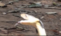 Clip: Kinh hãi rắn hổ mang chúa tấn công người