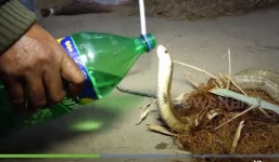 Rắn hổ mang chúa tu nước ừng ực vì khát sau khi mắc kẹt