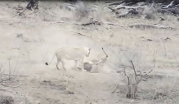 Mải tranh mồi với con cái, sư tử đực vô tình cứu lợn rừng thoát khỏi 'tử thần'