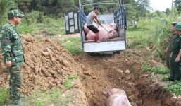 Cục Thú y chính thức thông báo phát hiện 2 ổ dịch tả lợn châu Phi tại Hưng Yên, Thái Bình