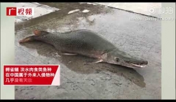 Sinh vật 'rùa lai rắn' xuất hiện trong hồ công viên Trung Quốc