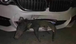 'Va chạm kinh hoàng' giữa xe BMW tiền tỷ với chú lợn sữa chạy qua đường