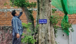 Chủ nhân cây khế chua 200 tuổi bất ngờ ra giá nửa tỷ đồng, thấp hơn không bán