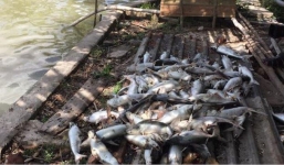 Phẫn nộ ao cá tra 40 tấn nghi bị bỏ thuốc độc, chết trắng xóa trước ngày thu hoạch