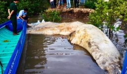Cà Mau: Xác cá voi hơn 20 tấn dạt trên biển