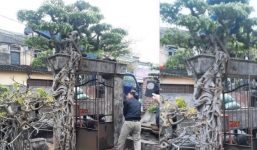 Đi mua cây cảnh đắt giá, chủ nhân nhận được combo cực kỳ hiếm hoi