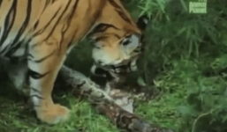 Rùng mình với cảnh hổ xé xác mãng xà hung dữ