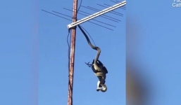 Kinh hãi trăn dài 3 mét treo cổ rồi ăn thịt chim khổng lồ ngay trên cột ăng ten