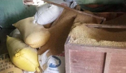 Gia đình ở Quảng Nam mất 49 cây vàng giấu trong đống thóc