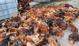 Sét đánh ở Hải Dương khiến 1 trang trại gà 6.000 con bị chết 