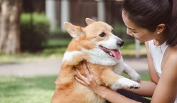 Chú cún bật khóc nức nở khi lâu ngày mới được gặp lại chủ