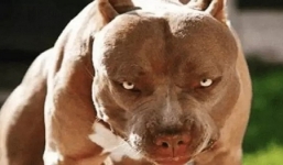 Người phụ nữ Thanh Hóa không qua khỏi vì bị chó Pitbull tấn công khi đang cho ăn 