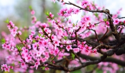 Dự báo thời tiết Tết Nguyên Đán 2023, cảnh báo đợt rét đậm rét hại đầu tiên ở Bắc Bộ