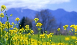 Dự báo thời tiết hôm nay và 10 ngày tới trên cả nước: Có mưa vài nơi trời rét