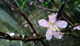 Dự báo thời tiết hôm nay và 10 ngày tới trên cả nước thời hạn từ 11-21/1: Mưa xuân rải rác