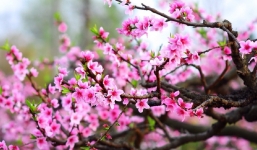 Bản tin dự báo thời tiết Tết Nguyên đán Quý Mão 2023 từ 14-26/1: Tết có mưa và rét