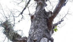 'Choáng' với cây lộc vừng khô như củi, ngã giá nửa tỷ đồng nhưng chủ vẫn chưa bán