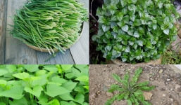 4 loại rau bổ hơn thịt, tốt chẳng kém nhân sâm mọc dại đầy vườn không phải ai cũng biết