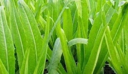 Bữa cơm chỉ cần thêm thứ rau này, lượng canxi nhiều hơn canh xương hầm gần 40 lần