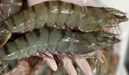 Nhìn vào những đặc điểm này để chọn tôm tự nhiên, chất lượng cao, khỏi sợ gian thương lừa đảo 