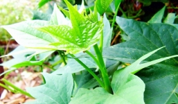 Hết lo loãng xương khi bổ sung ngay 6 loại rau này, tác dụng hơn hẳn trứng và sữa!