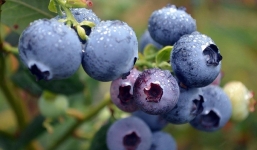 5 loại quả ăn ngon nhưng ký sinh trùng nhiều vô kể, rửa không sạch rước bệnh vào người